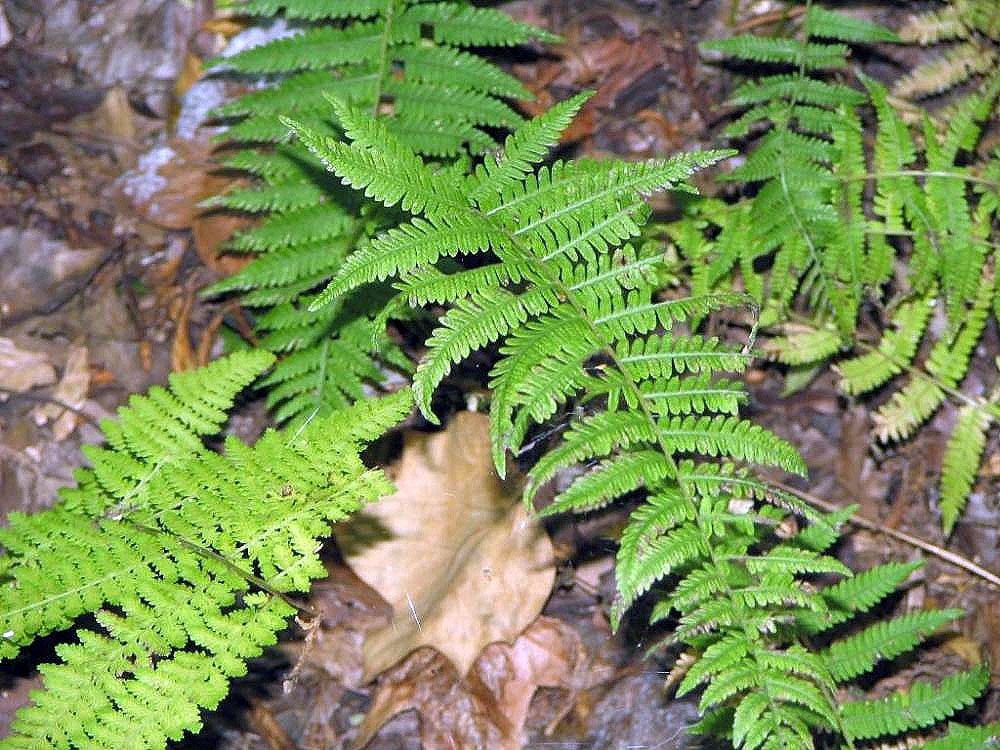 Stand of erect pinnate fern fronds.