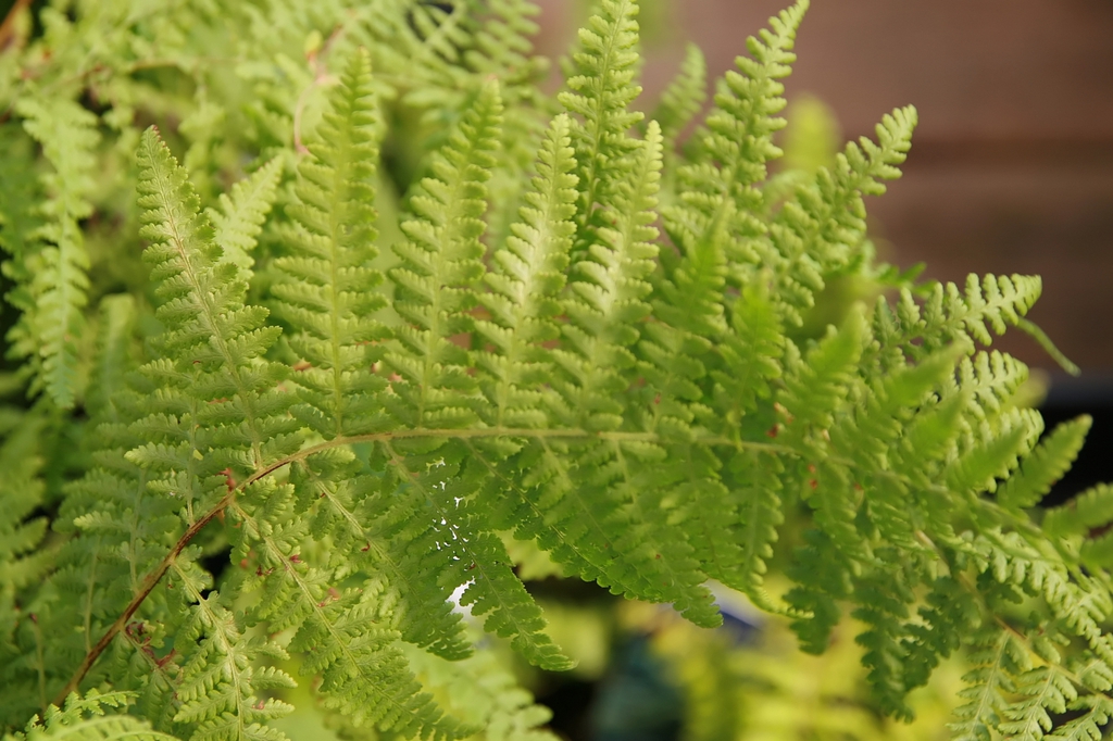 Detail of bipinnate frond.