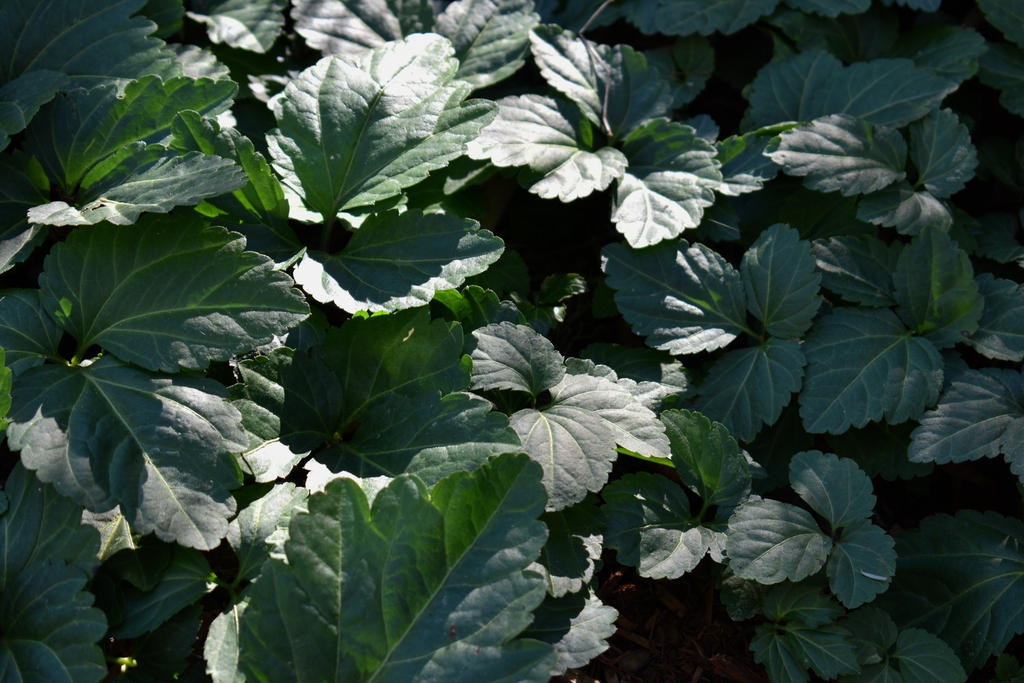 Dark green leaves with white veins and purple back
