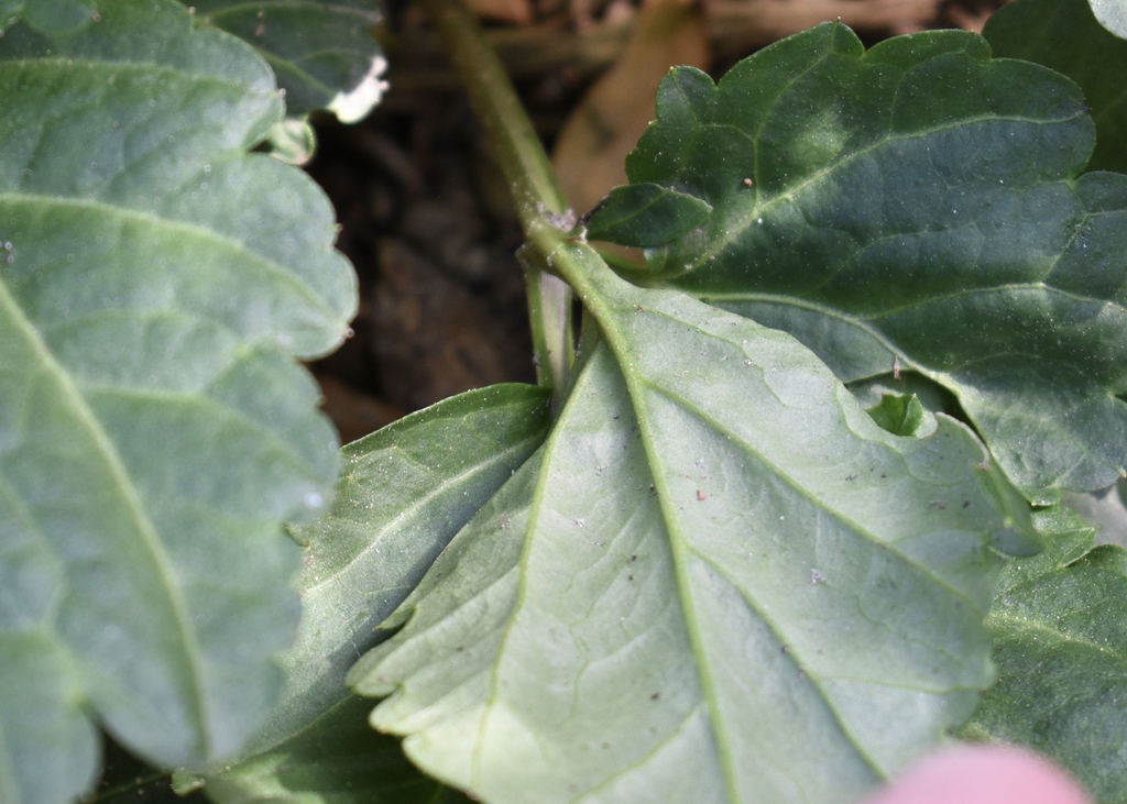 'Supermax' Leaves Underside - Winter - Wake Co., NC