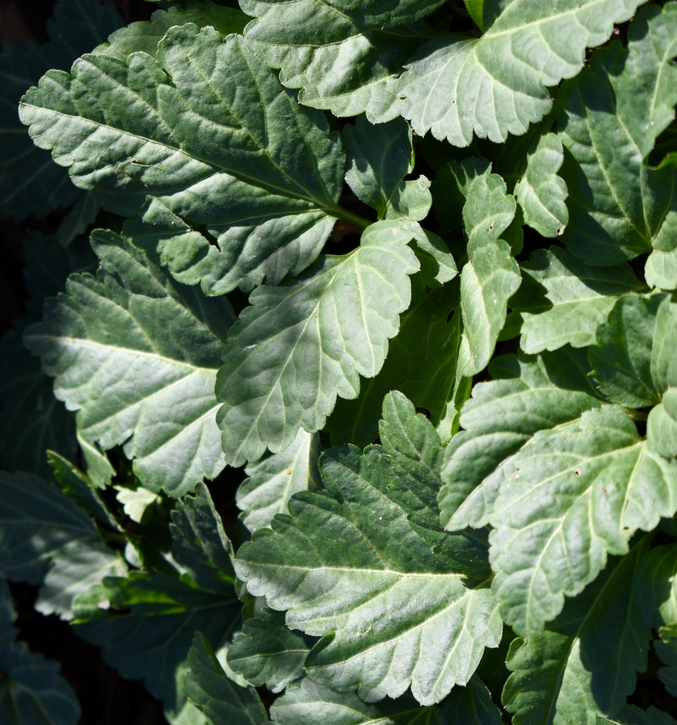 'Supermax' Leaves - Winter - Wake Co., NC