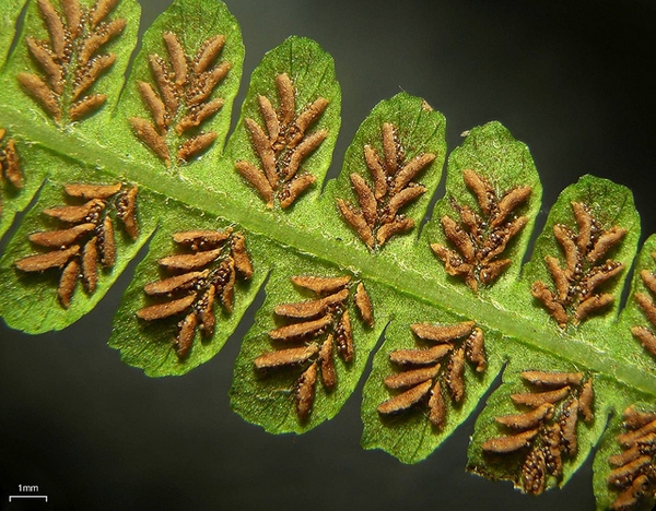 Deparia acrostichoides