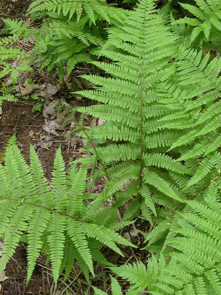 Deparia acrostichoides