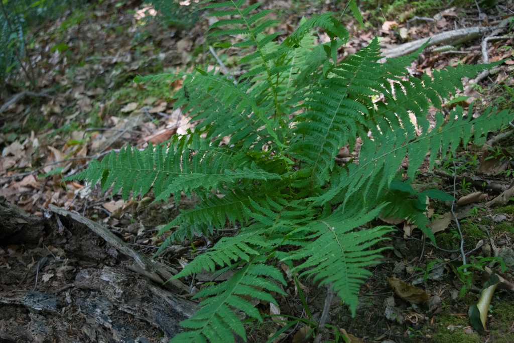 Form