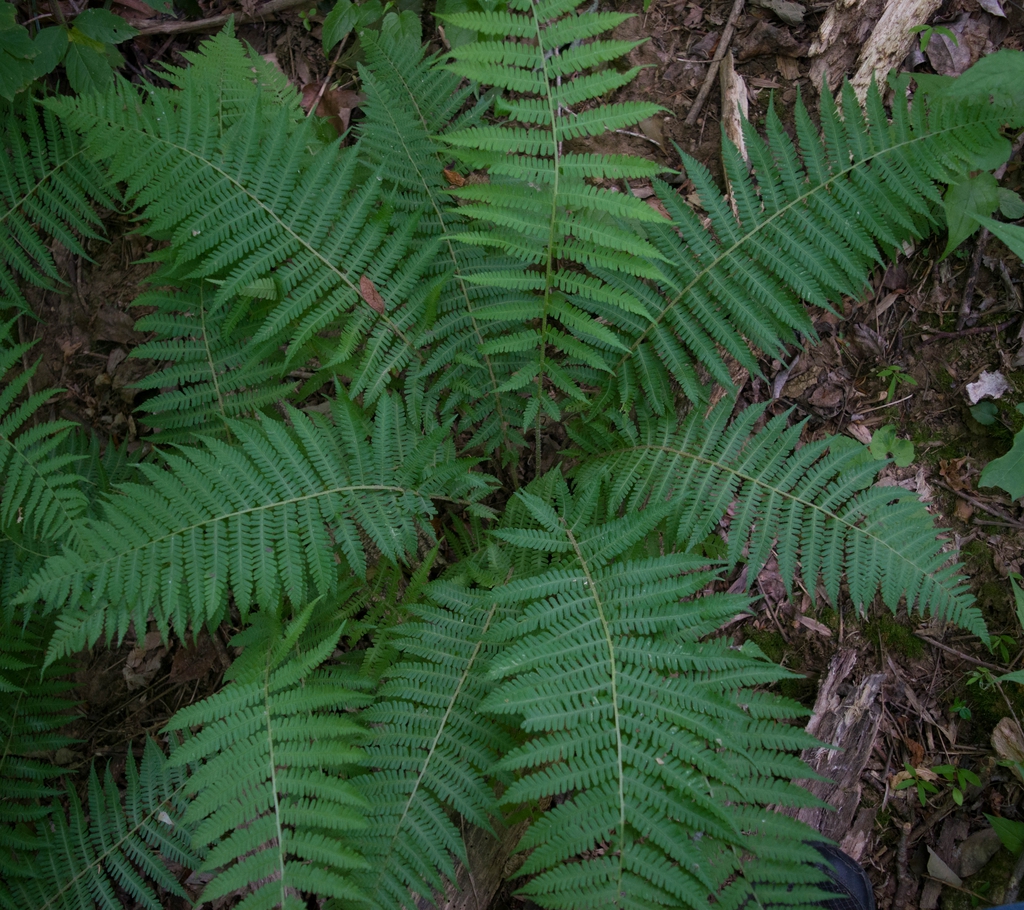 Form