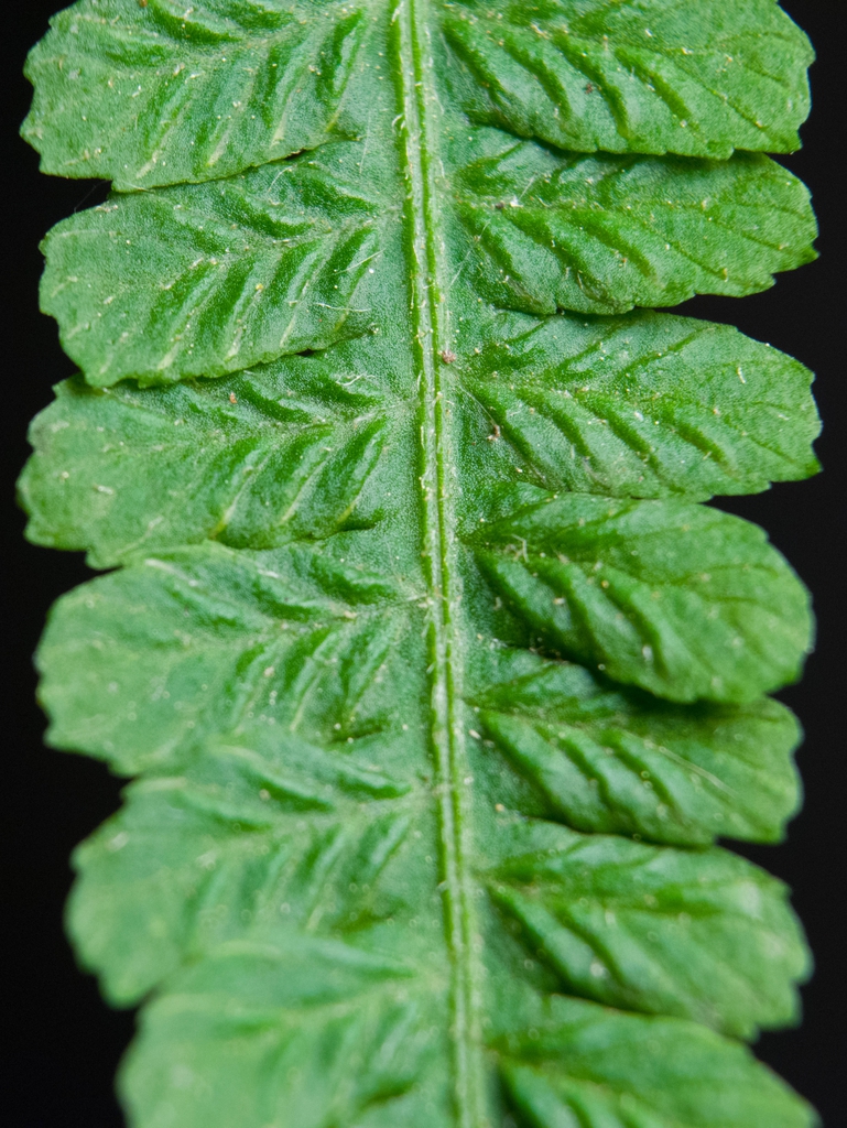 Deparia acrostichoides