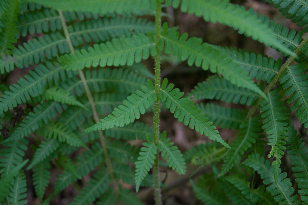 Deparia acrostichoides