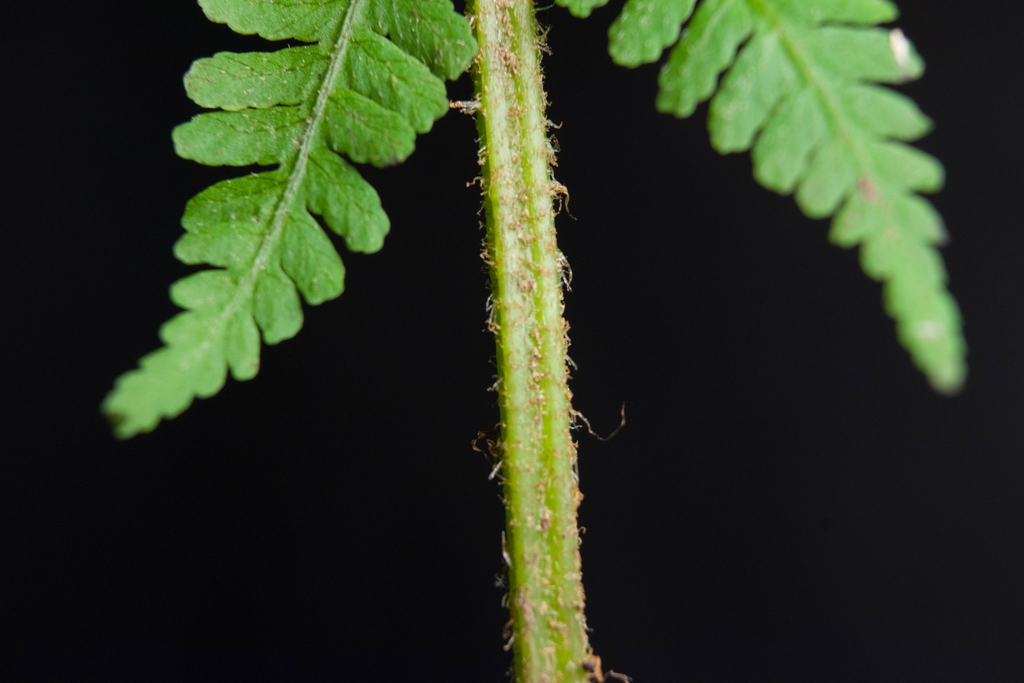 Stem and Leaves