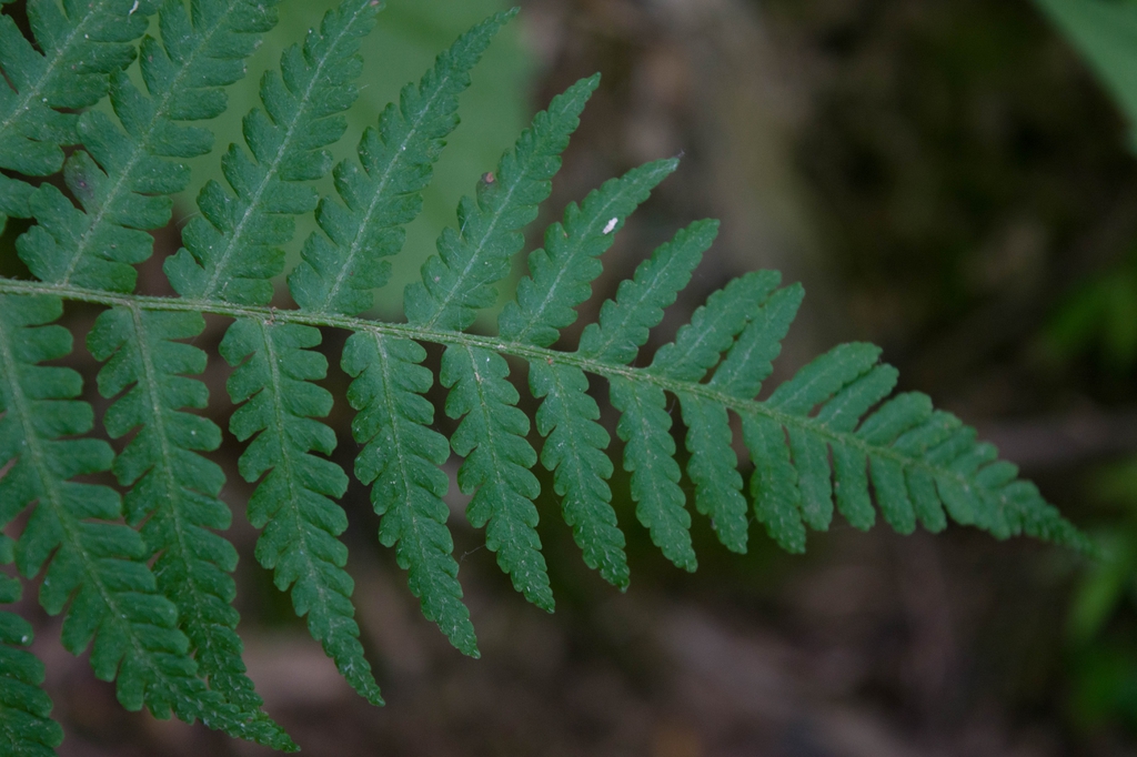 Deparia acrostichoides