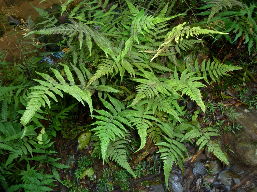 Form