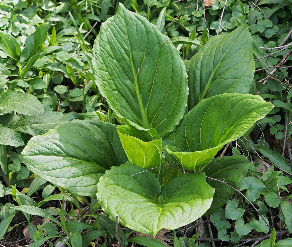 Symplocarpus foetidus