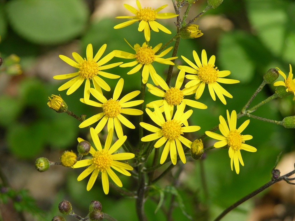 Close up of golden yellow daisy-like flowers.
