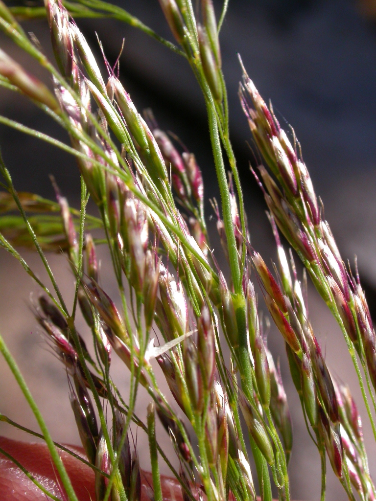 Close up of flower