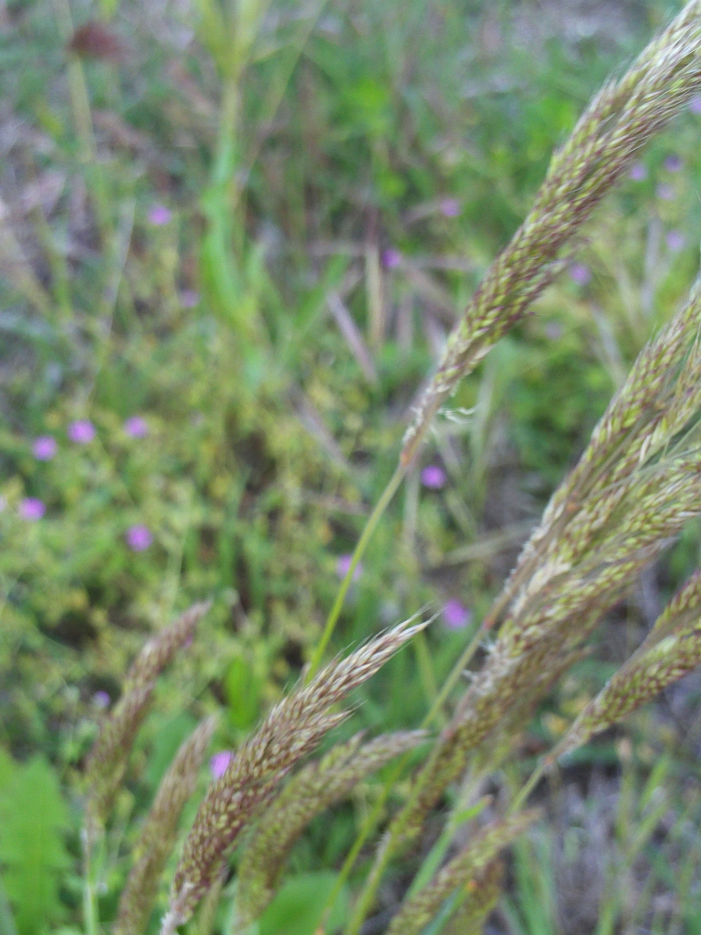 Fruit