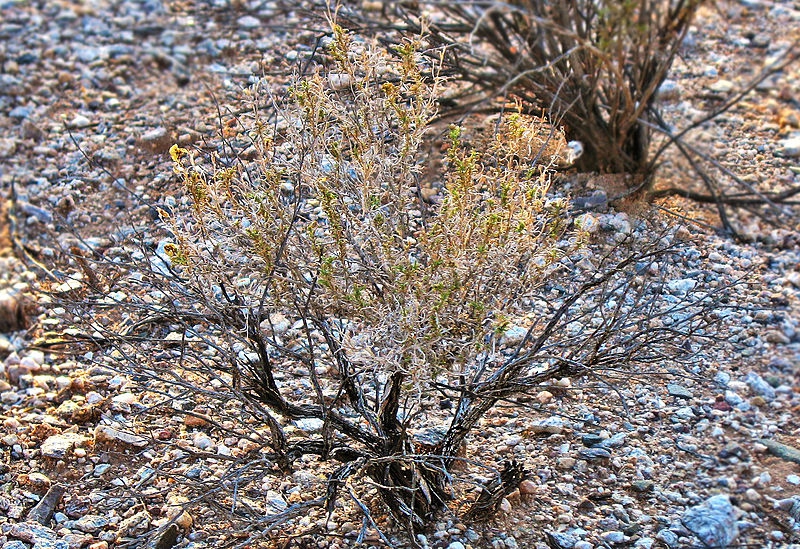Zinnia acerosa