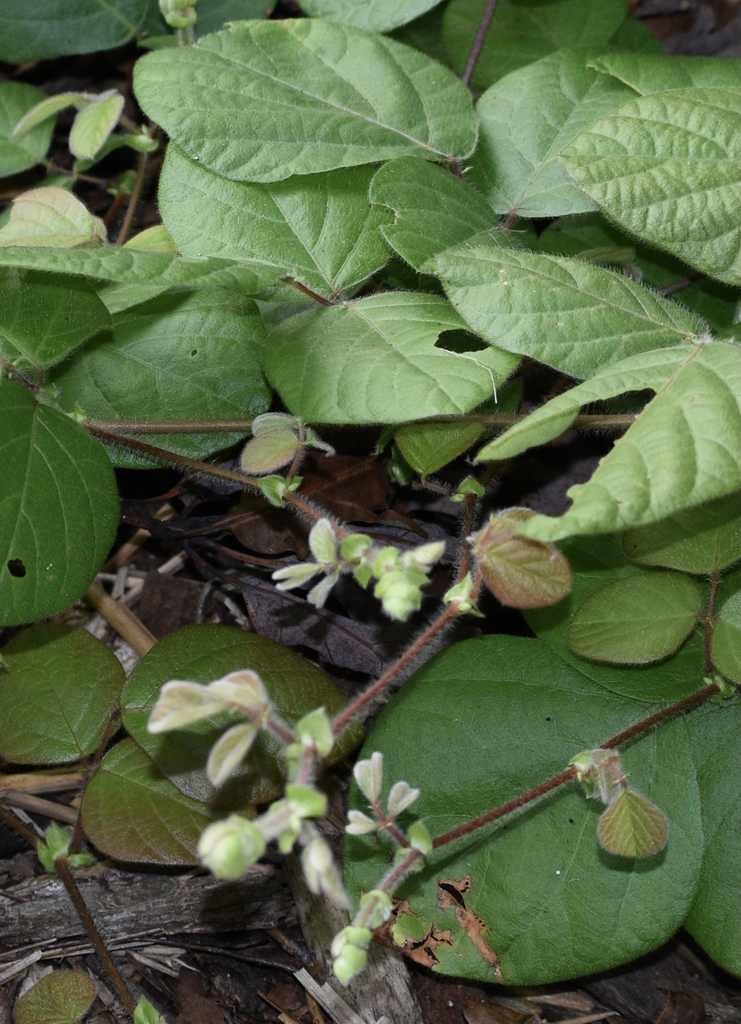 New leaves on pubescent stem