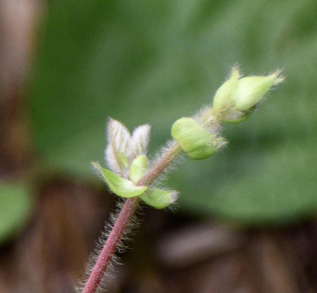 New growth with pubescent stem