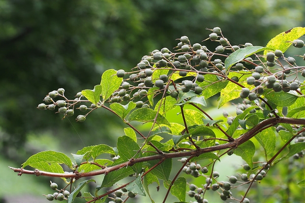 Clusters of small, brown, spherical capsules