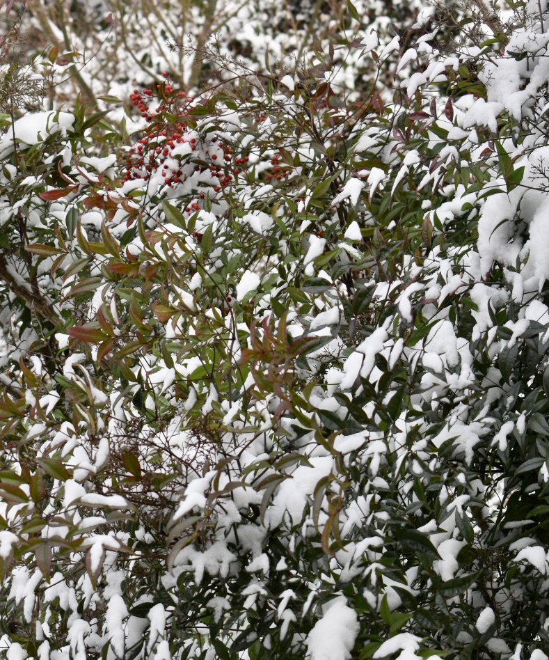 Shrub with snow-capped leaves