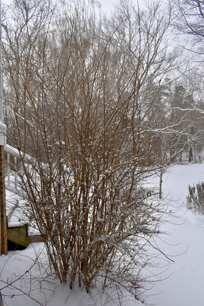 Upright leafless shrub