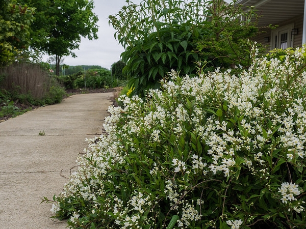 Low shrub with clusters of white flowers.