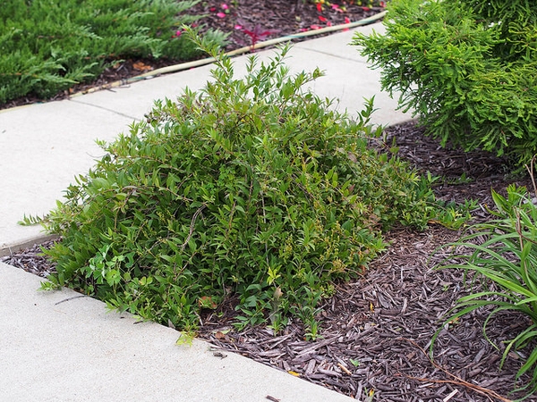 Low shrub with mounding mounding habit and arching branches.
