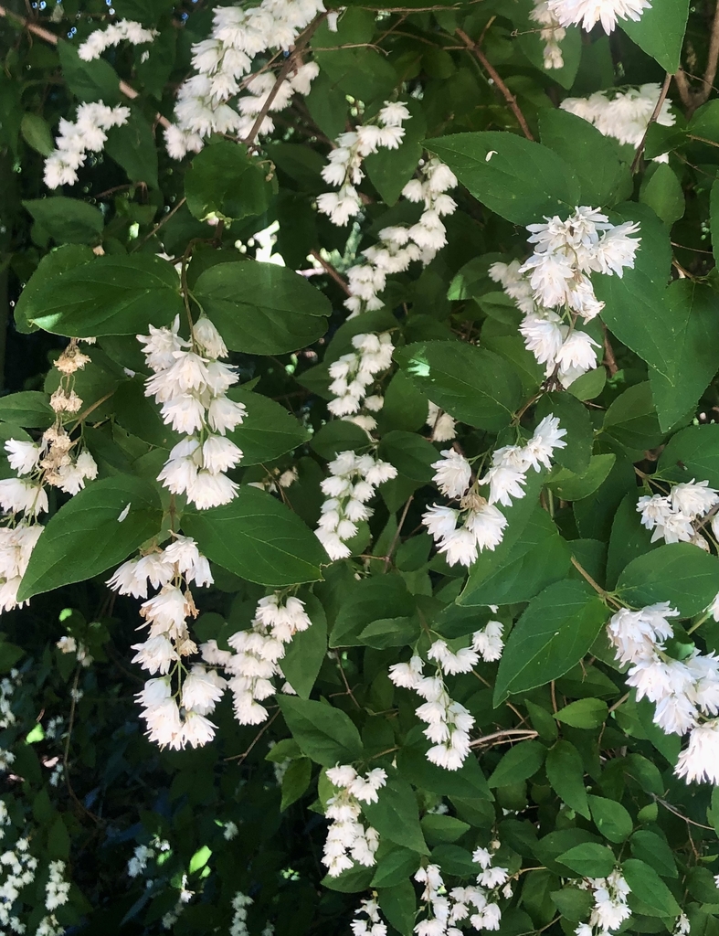 clusters of small white double blooming flowers