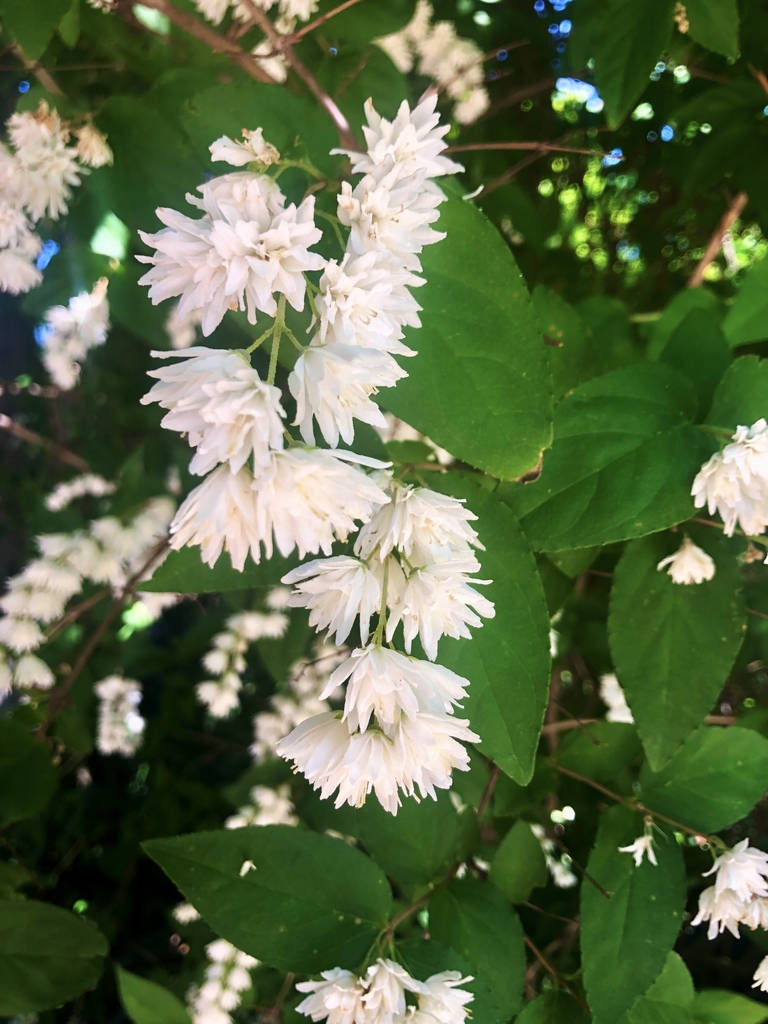 star like clusters of double blooming flowers medium sized shrub