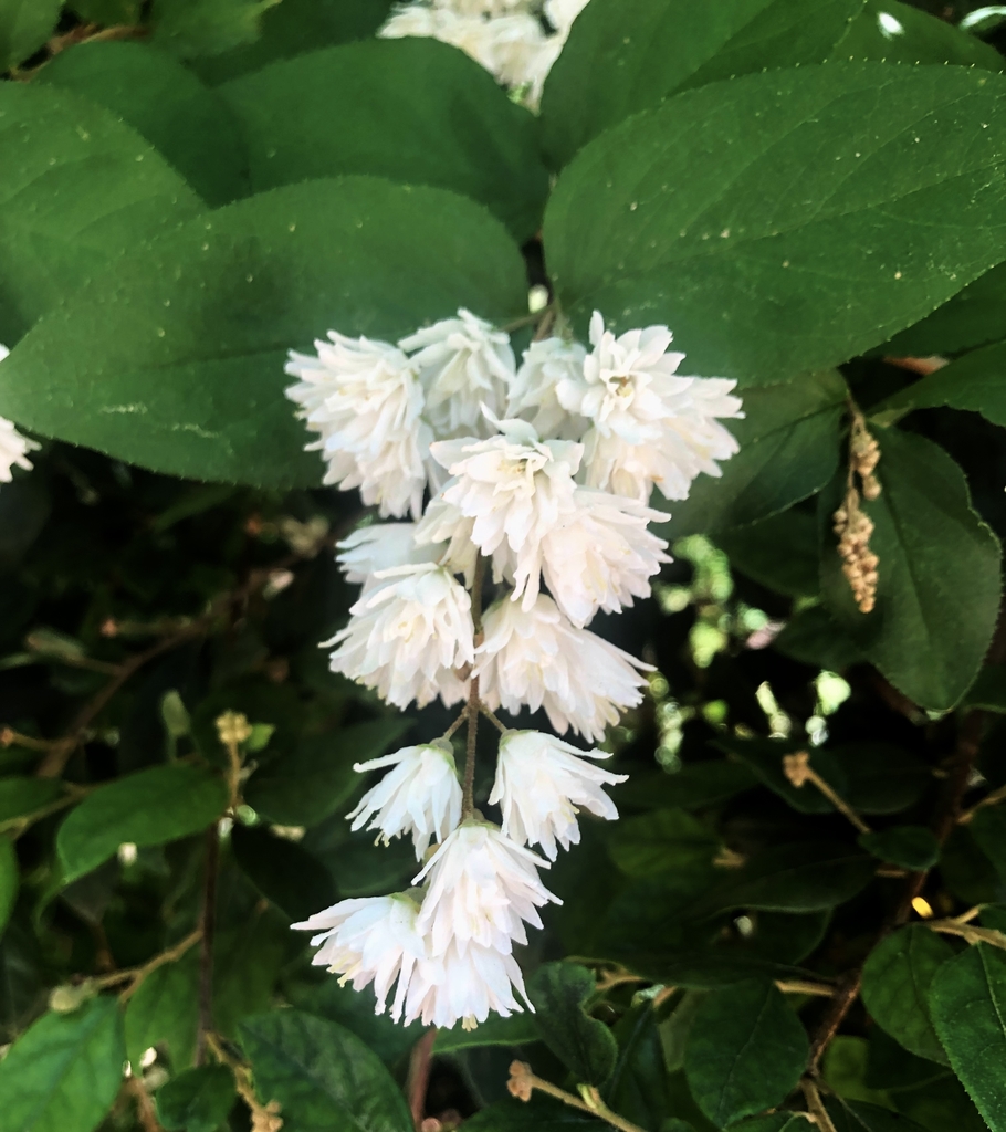 Leaves with finely toothed margins clusters of whte flowers