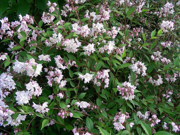 Shrub with pink buds and whitish star-shaped flowers.