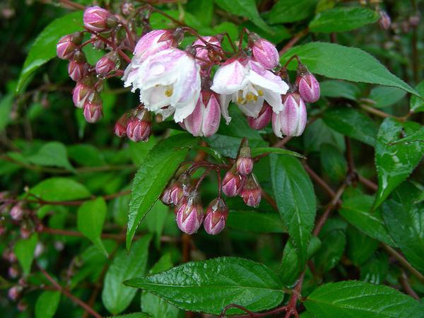 Leafy branch with pink buds and whitish star-shaped flowers.