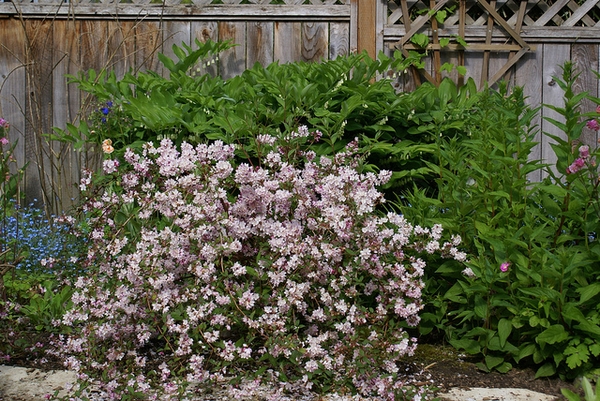 Shrub with pink-tinged white flowers.