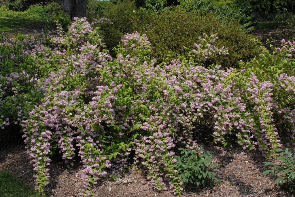 Shrub with clusters of pink flowers.