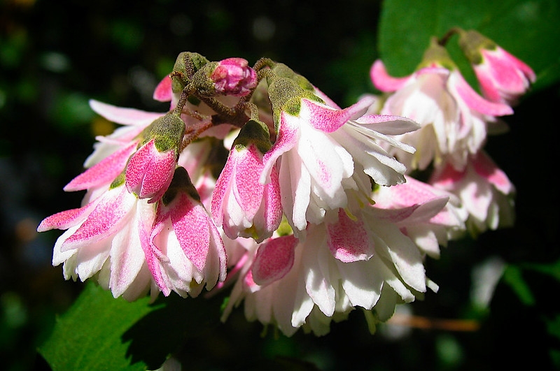 White bell-shaped flowers; outer surface of the petals is pink