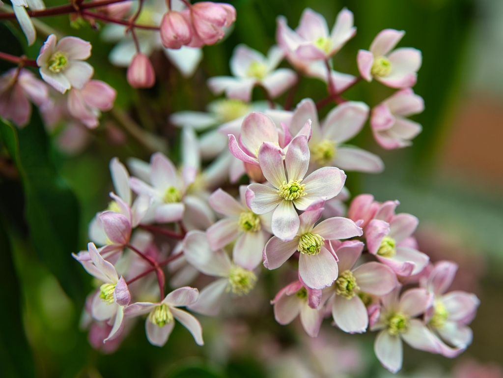 Clusters of pale pink flowers.
