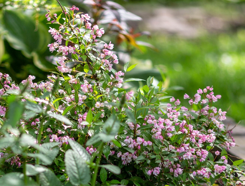 Small shrub with pale pink flowers.