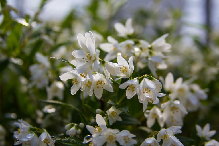 Flower clusters