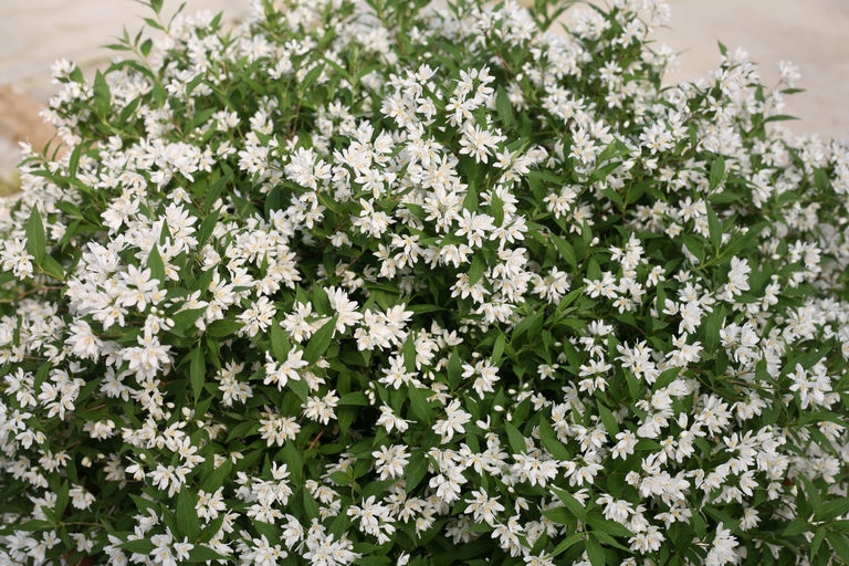 Shrub with many white flowers