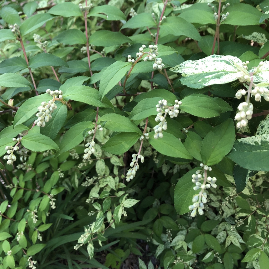 Shrub with green and white variegated leaves & white flowers