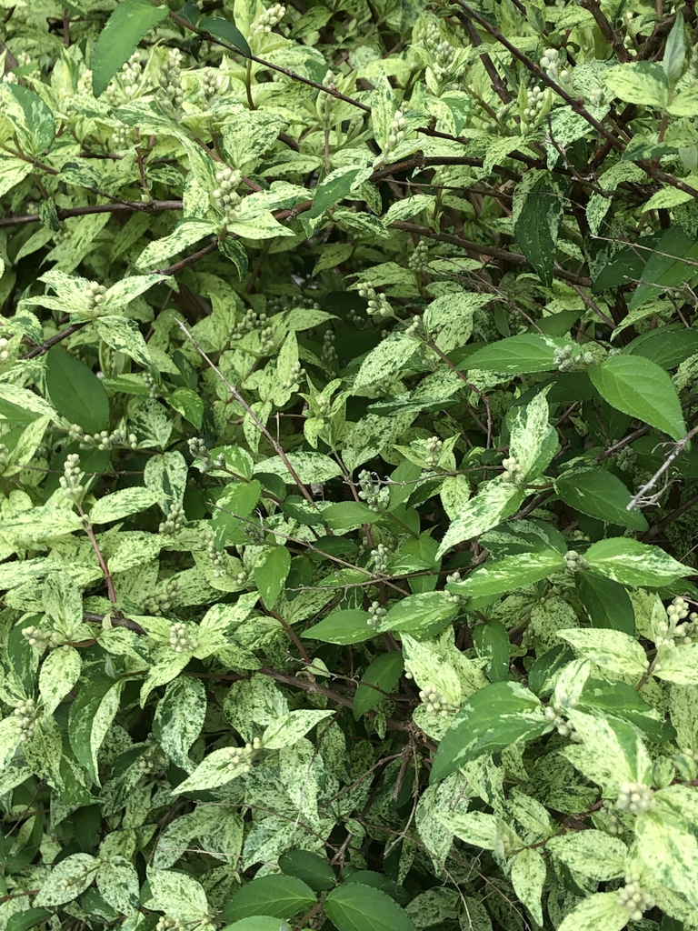 Shrub with green and white variegated leaves & white flowers