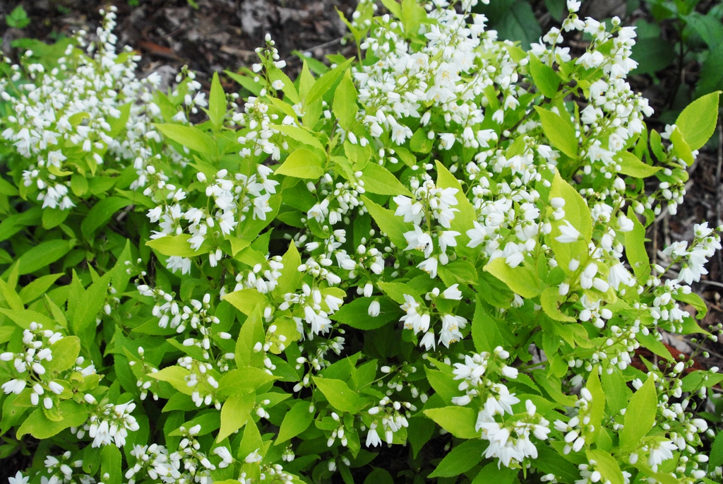 Leafy branches with masses of white flowers in panicles.