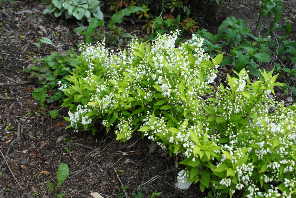 Low shrub with cluster of white flowers.