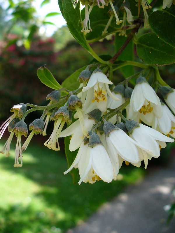 White bell-shaped flowers with prominent stamens