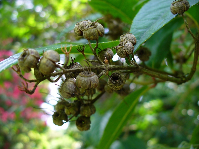 Round, dry, brown capsules
