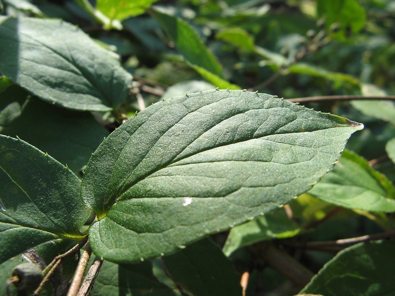 Ovate leaf with shallow serrations on margin