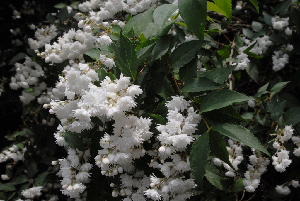 Double white flowers in panicles.