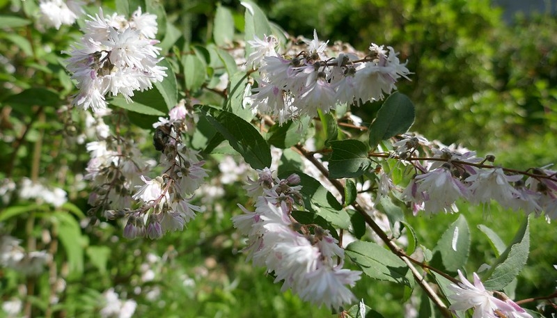 Shrub with pink-tinged, double, white flowers.