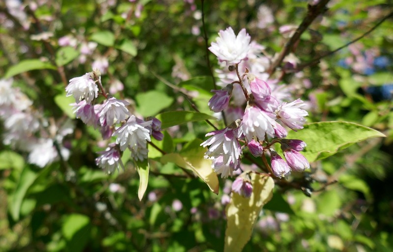 Shrub with pink-tinged, double, white flowers.