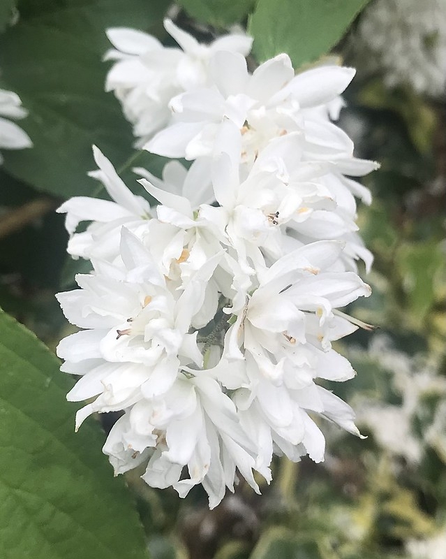 Cluster of white star-shaped flowers.