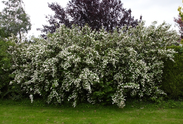 Large shrub with panicles of white flowers.